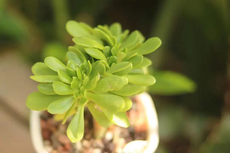 「西红柿宝珠缀化」景天科景天属多肉植物,缀化品种