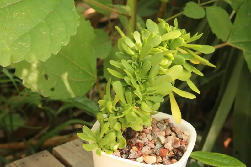 西红柿宝珠缀化景天科景天属多肉植物缀化品种