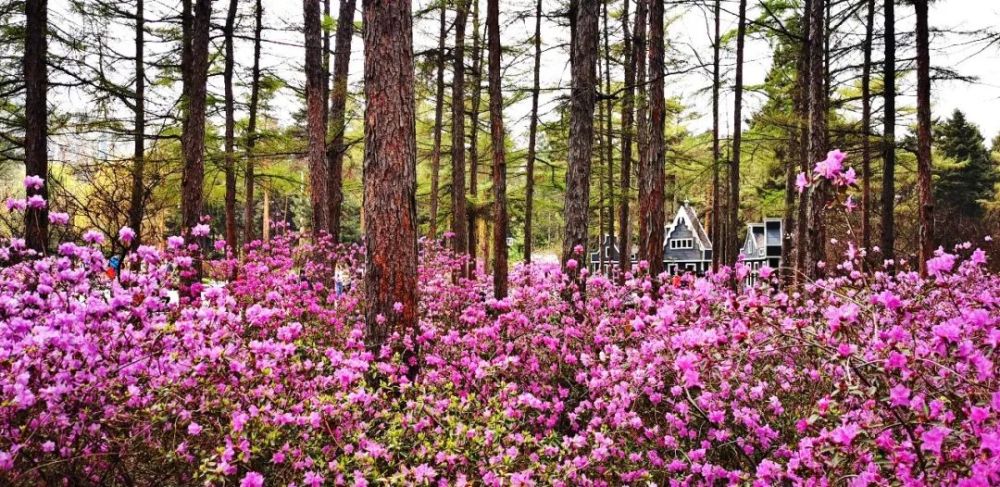 黑龙江省森林植物园万人入园赏杜鹃