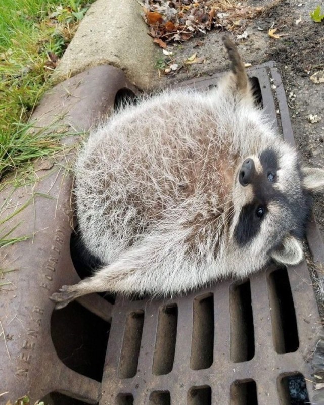 给浣熊喂棉花糖,它竟然放进水中清洗!真的是因为蠢萌吗?