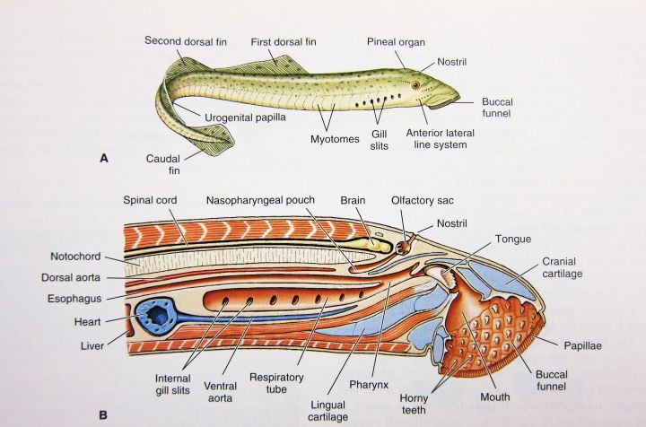 另一个重要的案例是七鳃鳗,它们是脊椎动物的基底旁支,只在头顶开有一