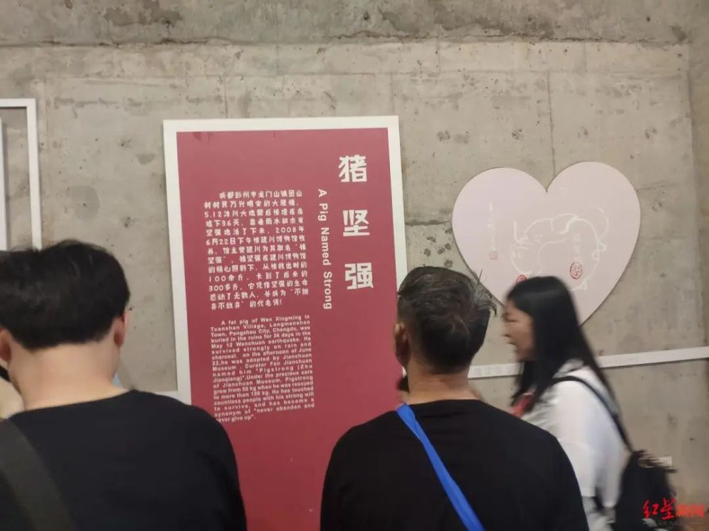 "猪坚强"将被安乐死?14岁的它现在怎么样了