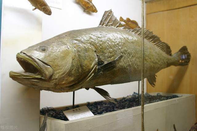 曾卖出347万元的高价 中国特有鱼类黄唇鱼 为什么这么值钱 腾讯新闻