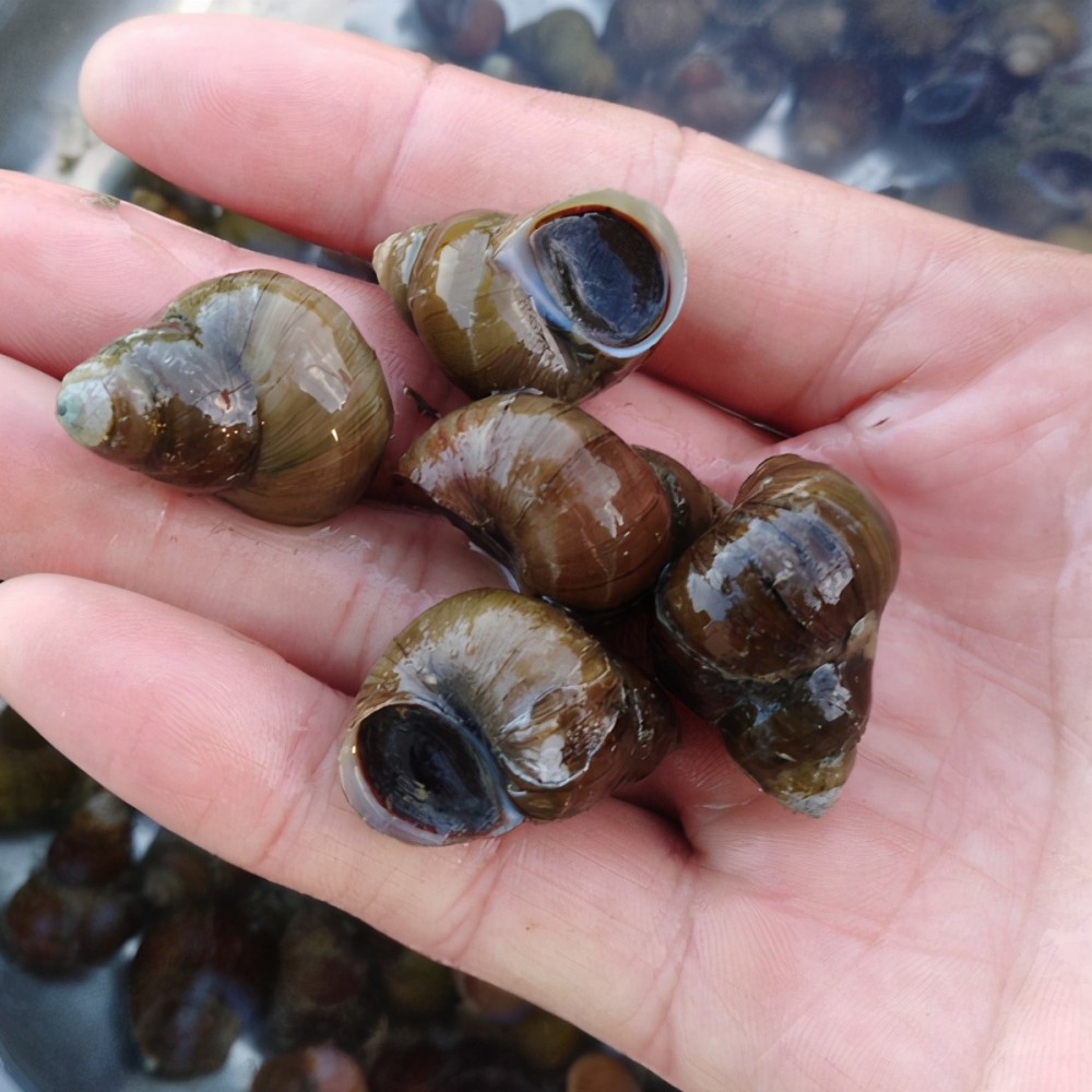 螺蛳已被列为国家二级保护动物我们还能用螺蛳钓鱼么