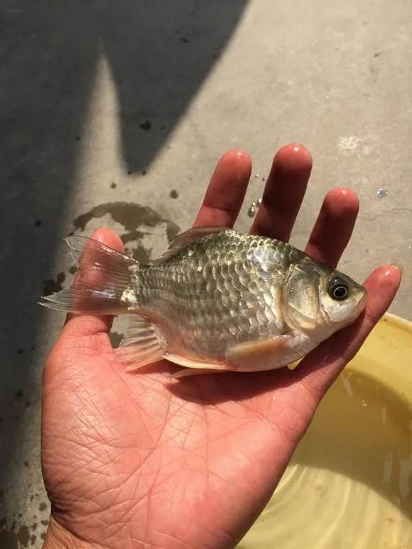 钓了20多年的鱼,从没见过如此怪异的鲫鱼!钓鱼人的悲哀啊