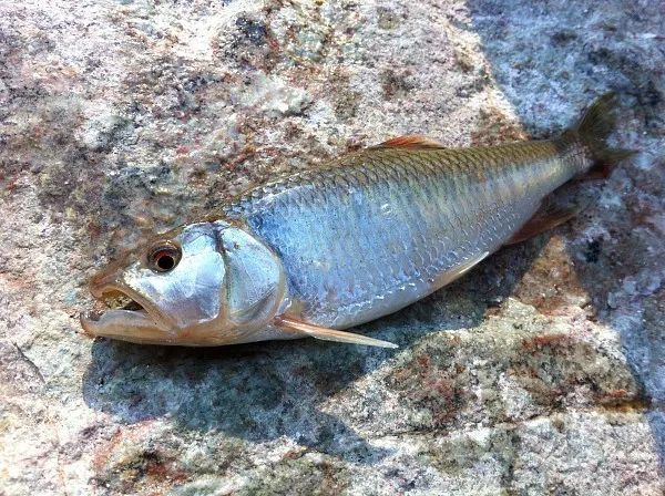 面瓜鱼,澜沧江独有,肉色金黄,90%的钓鱼人估计都没见过!