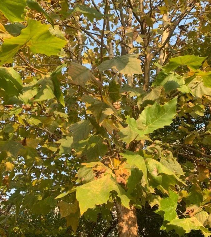 platanus acerifolia屬科:懸鈴木科落葉喬木特徵:懸鈴木是懸鈴木科