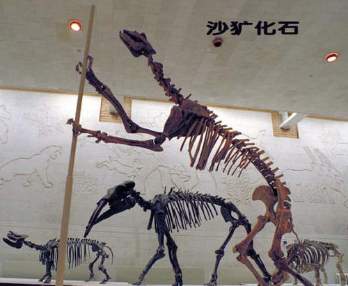 "驴头狼"已灭绝50万年,如今却再次现身神农架,它在警示什么?