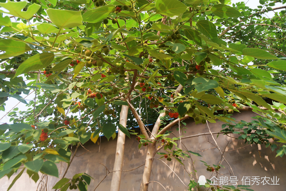 在农村构树泛滥成灾，多种除草剂难除根，土办法更是一厢情愿_腾讯新闻