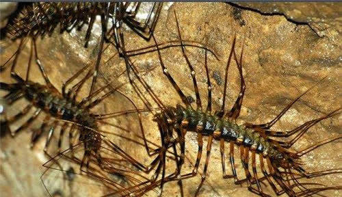 新龙的身体和蛇一样,爪子却是蜈蚣的百足脚,密密麻麻的,十分渗人.