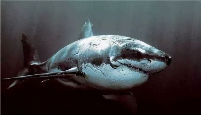 22张"被时间磨损"的照片,图21是一战时和大树结为一体的自行车|哈利