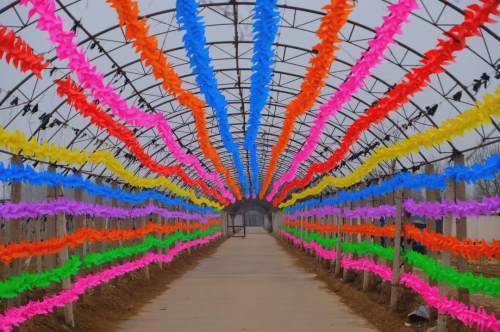 绿野仙庄 满园彩车舞春风地址:永清县张迁务村春风薰暖,最宜放飞风筝