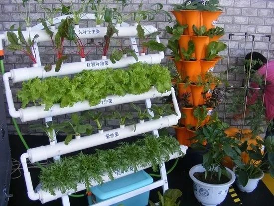 龙牙手把手做一个阳台水培小菜园其实非常简单