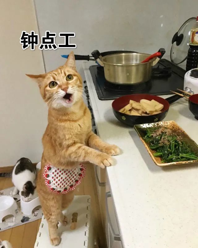 妈妈说养猫没用女子机智敷衍笑喷网友