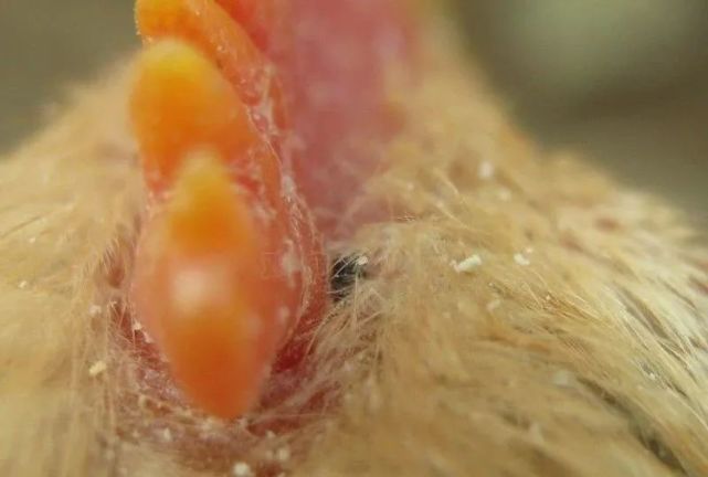 养殖技术遇到鸡螨虫怎么办这样轻松处理