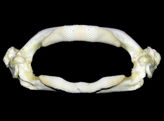 鱼吃鱼会卡到刺吗