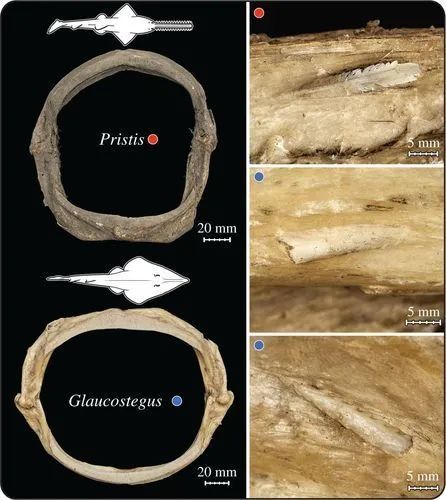 鱼吃鱼会卡到刺吗?