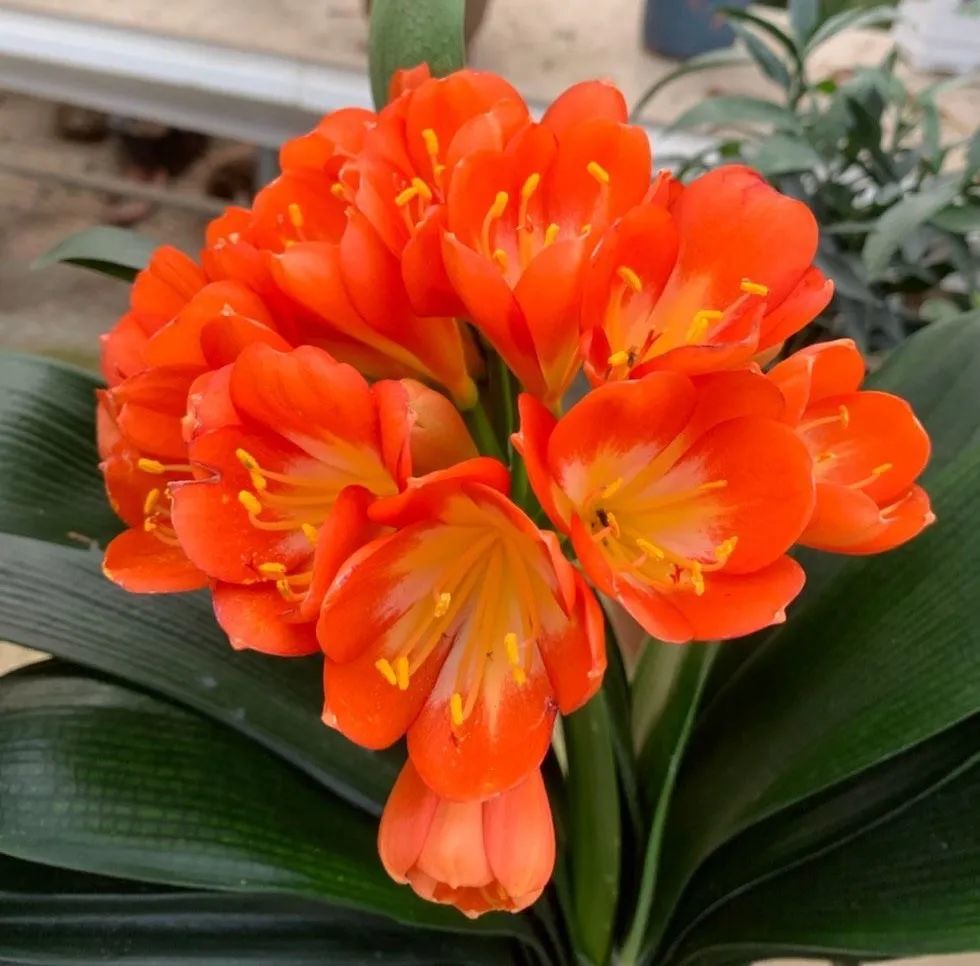 君子兰的作用(君子兰的作用是什么)