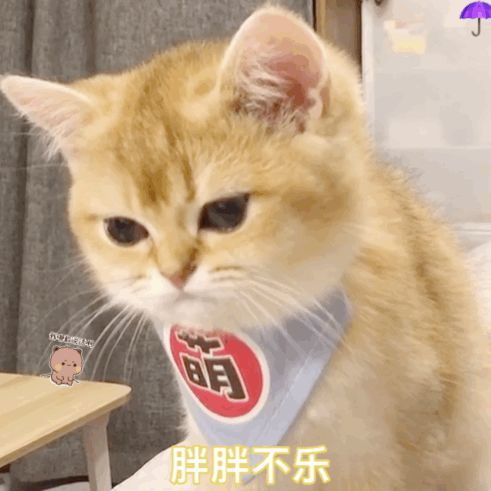 表情包专栏大橘为重今天橘了吗