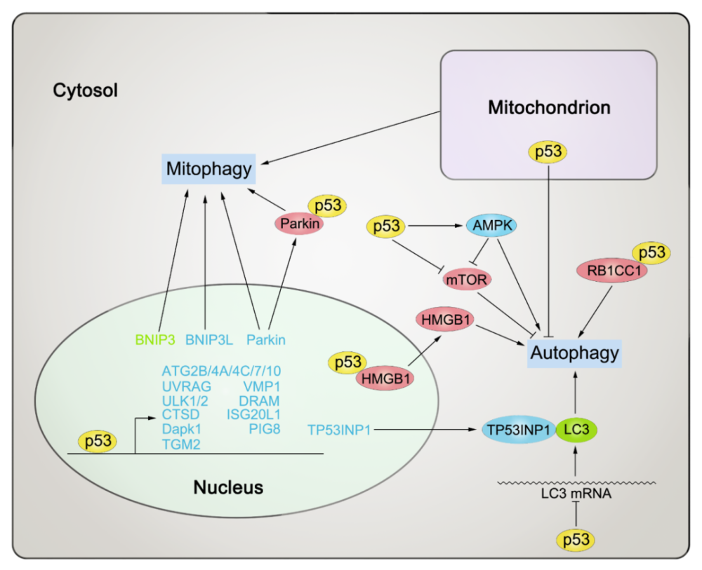 p53信号通路图片