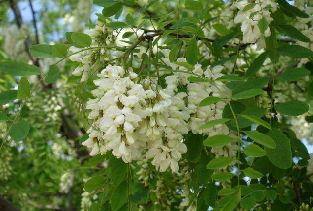 农村野生洋槐花少得可怜 价值却珍贵 这是为什么 腾讯新闻