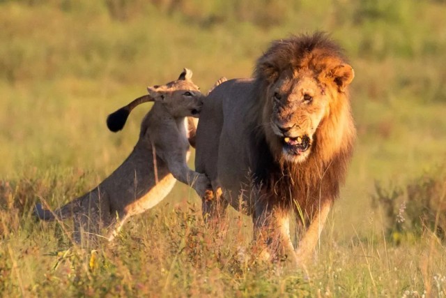 南非将禁止狩猎圈养狮子