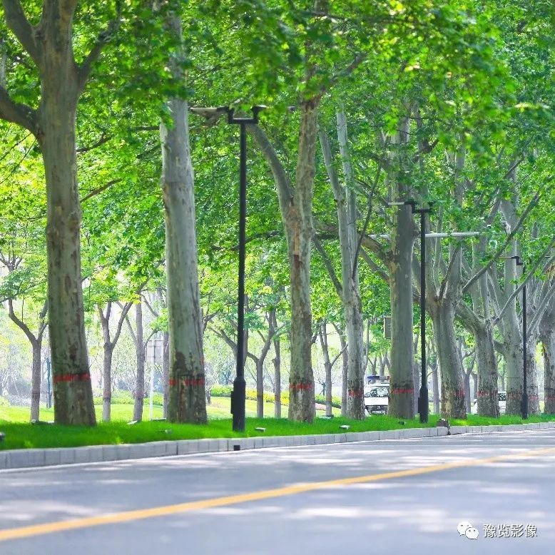 法桐是世界著名的优良庭荫树和行道树在绿城郑州,我们随处可见它们的
