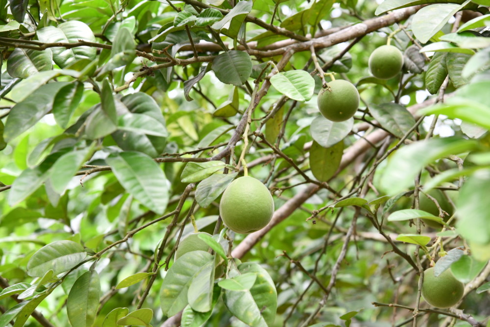 带动30万农民就业化橘红成熟全产业链产值超35亿元