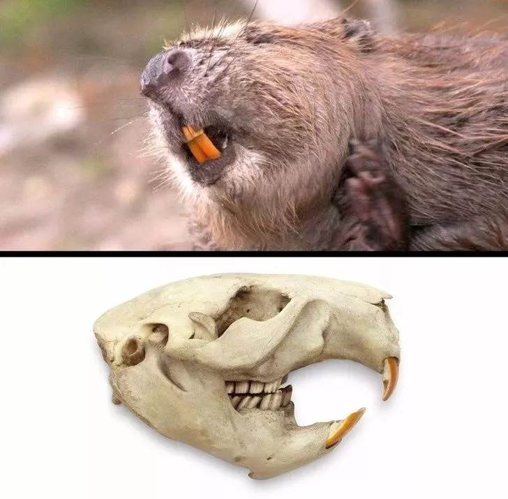 为何会被自己咬断的树砸死?