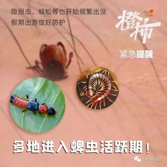 被叮咬嚴重可致命|蜱蟲|隱翅蟲|布尼亞病毒|蜈蚣