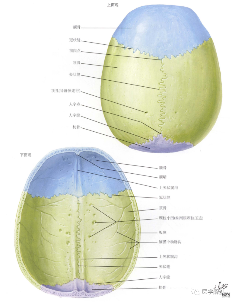 填图题颅盖的解剖