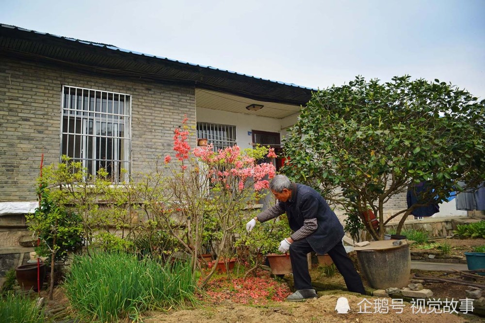 74岁大爷住瓦屋40年 室内装饰典雅 看他为啥天天剪乱花木 腾讯新闻