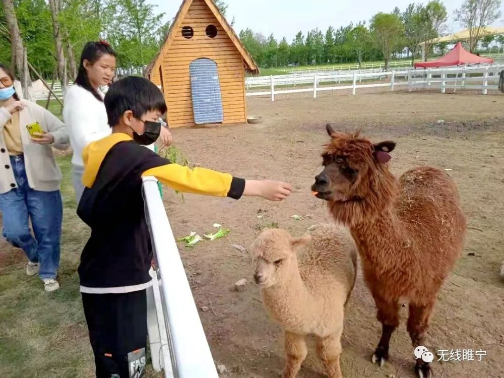 騎馬……親子游戲,浪漫旋轉木馬,遊園小火車松鼠咔咔探索樂園裡,大批