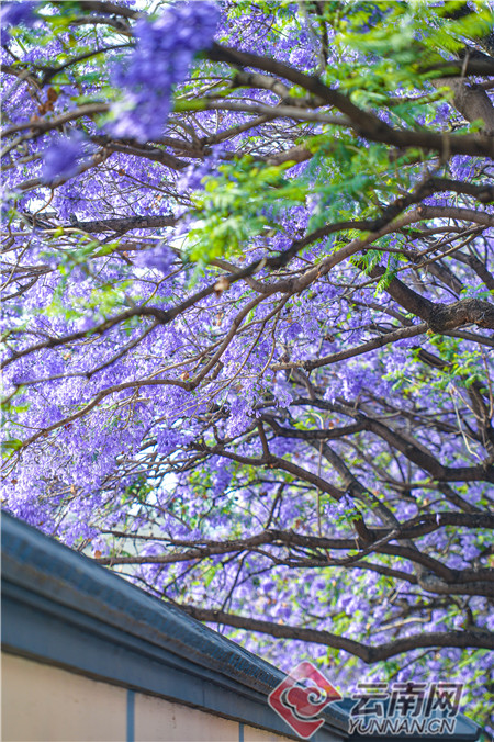 Vlog探路 五月人生浪漫指南 蓝花楹盛开时 昆明飘落紫色的雪 腾讯新闻