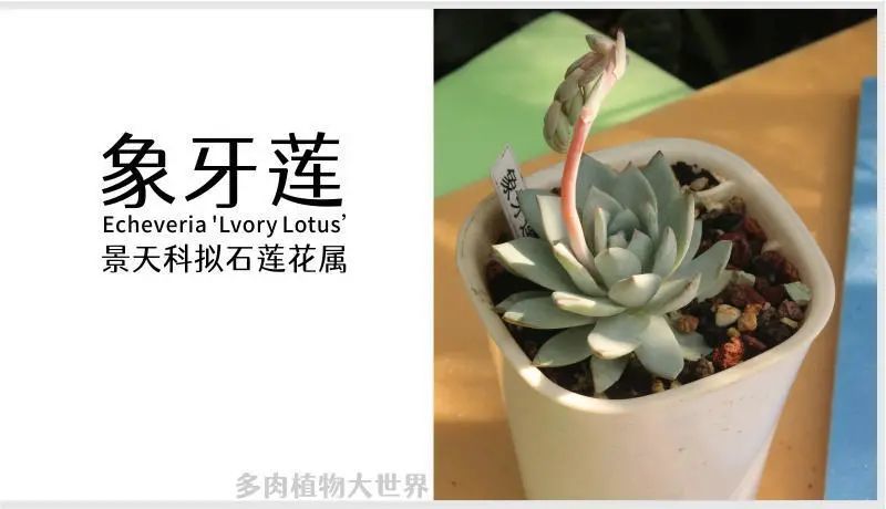 象牙莲 景天科拟石莲花属多肉植物 中小型种 腾讯新闻