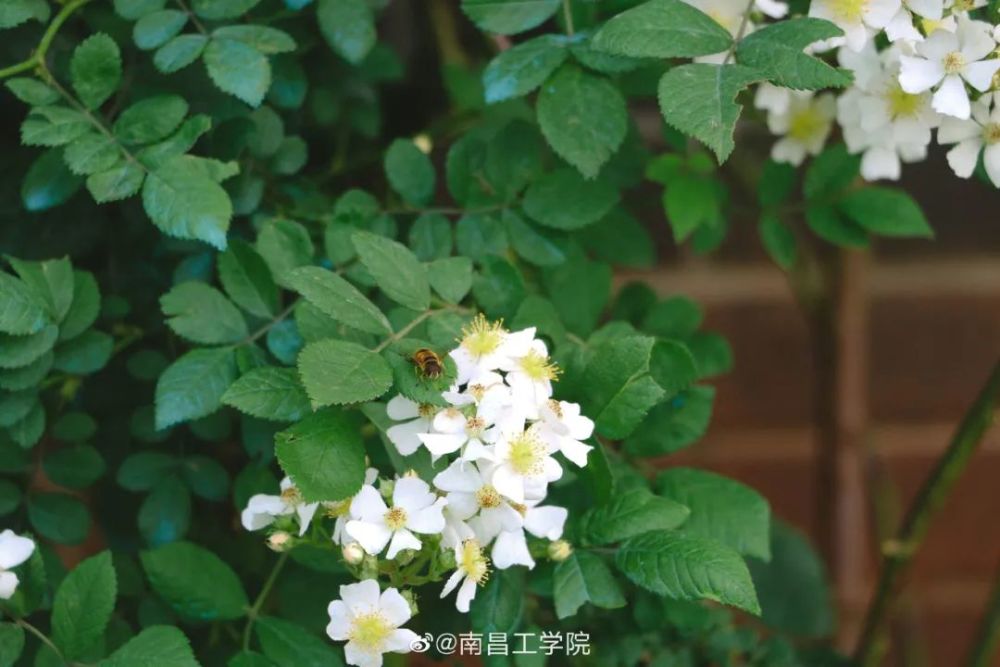 相遇南工 微风正好 花香四溢 腾讯新闻