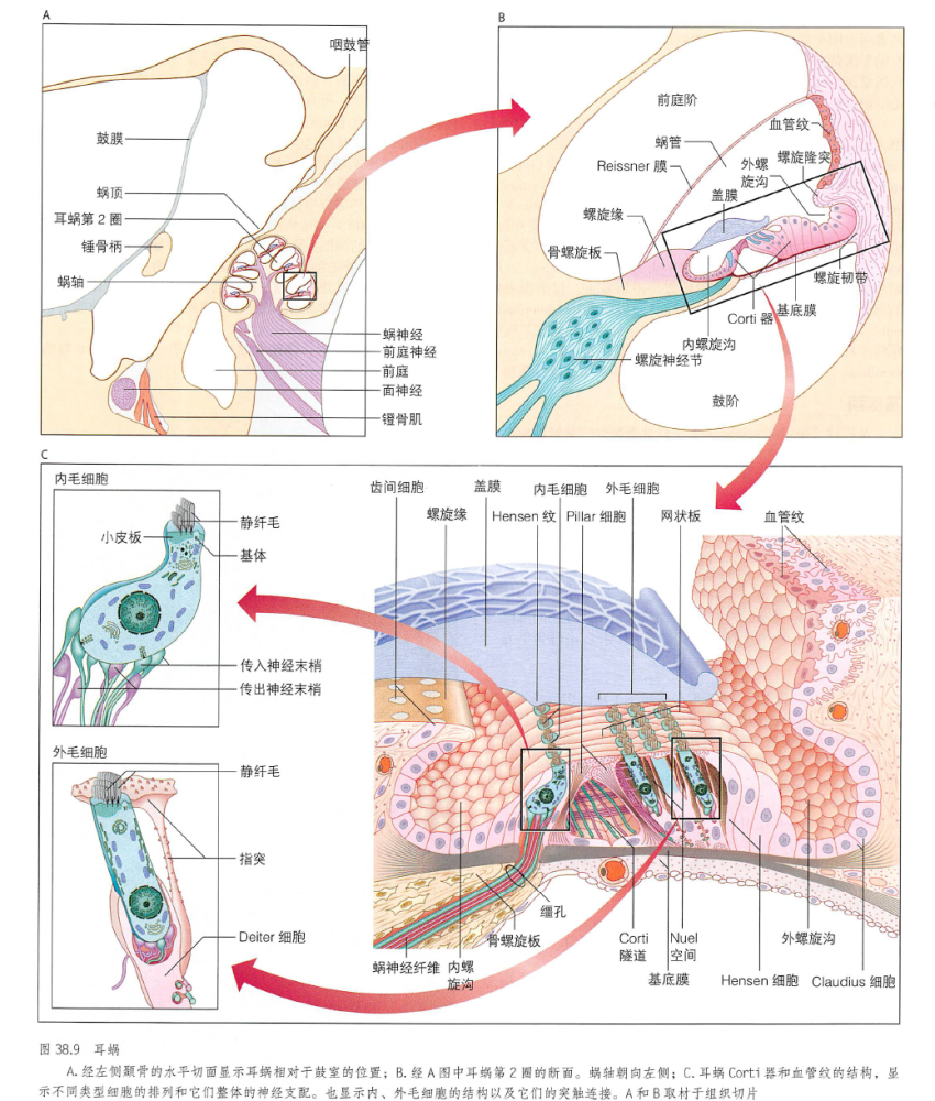 内耳 膜迷路 腾讯新闻