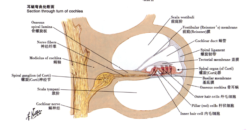 内耳 膜迷路 腾讯新闻