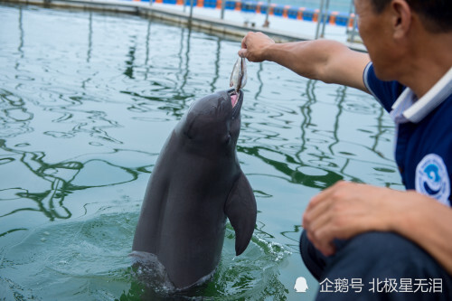 江豚想吃好多魚恢復和鞏固魚類資源讓長江江豚吃飽吃好年年有魚