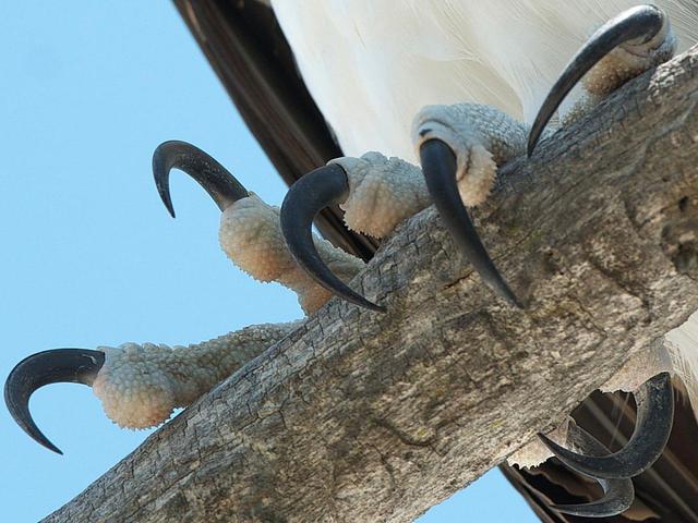 与哺乳类不同,鸟类多有4个趾,其活动范围远远大于哺乳动物的趾,且在不