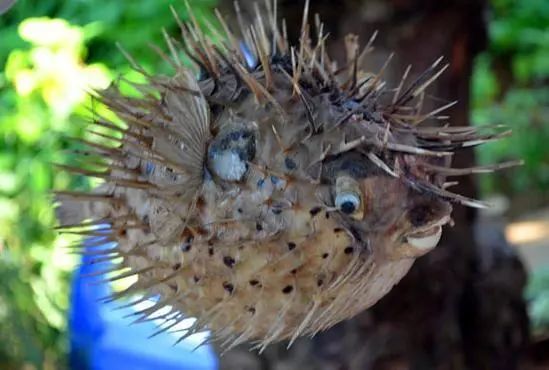 在农田里捉到的怪鱼全身硬刺还有大眼睛谁知道是什么鱼