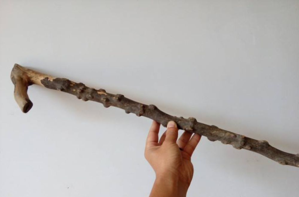 农村哪种树木最适合做打狗棍?