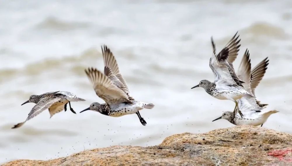 稀客造访野狸岛你发现了吗