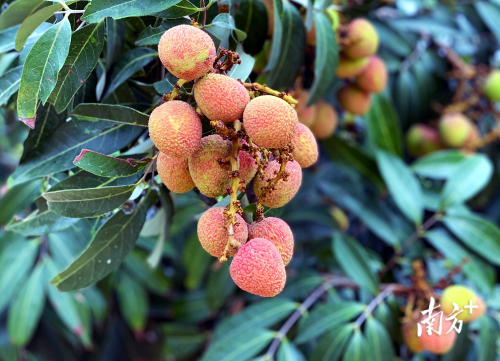 好贵!茂名电白早熟荔枝已上市,价格竟高达