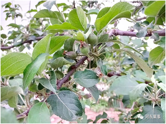 又到苹果疏果疏花时认真对待别马虎