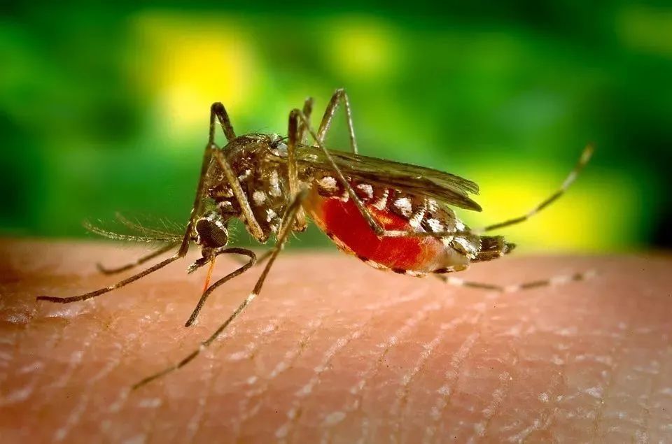 蚊子到底对人体的危害有多大 腾讯新闻