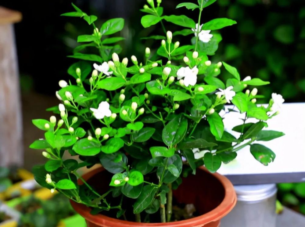 茉莉花种植方法与技巧(茉莉花种植方法和注意事项)