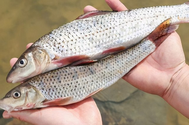 不过钓花骨鱼还是比钓白条鱼带劲,这是因为花骨鱼在水中的力气可不小