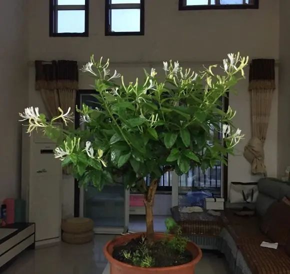 家里种棵金银花花瓣泡水喝清香味十足预防夏季中暑