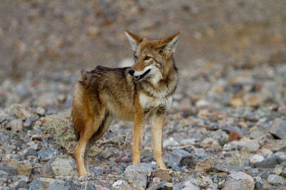 郊狼将适者生存体现到极致为了生存不惜翻垃圾与獾结同盟